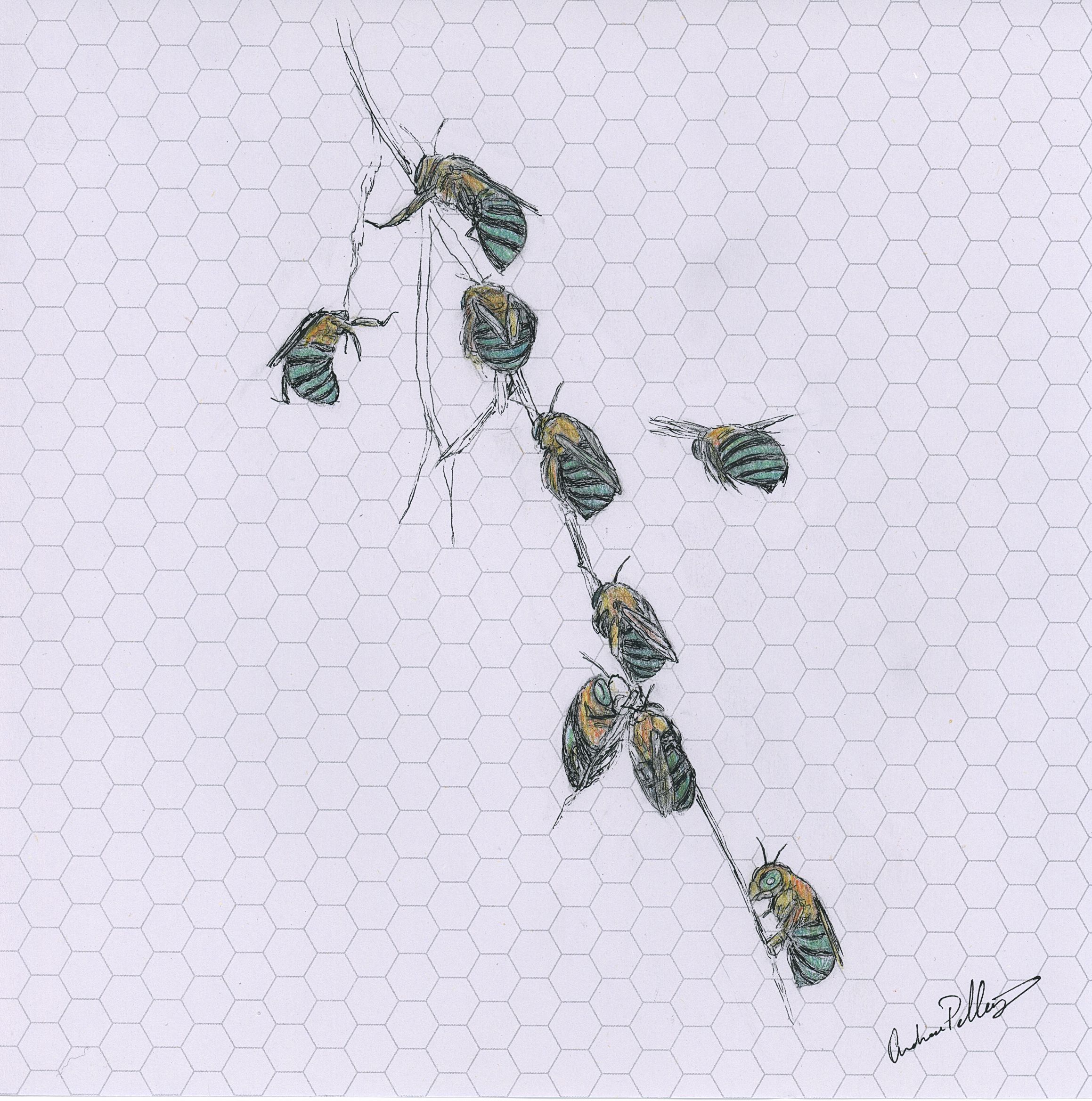 Blue Banded Bees — blue banded bees buzzing around a branch